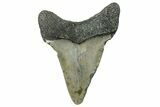 Serrated, Fossil Megalodon Tooth - North Carolina #295079-1